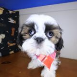 Olga Shih Tzu 01