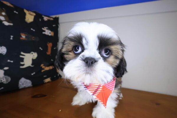 Olga Shih Tzu 01