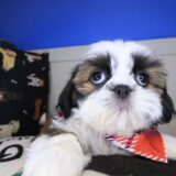 Olga Shih Tzu 02