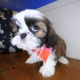 Olga Shih Tzu 03