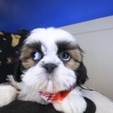 Olga Shih Tzu 04