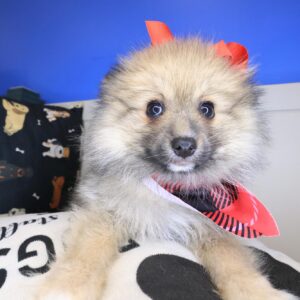 Opal Pomeranian 01 Opal Pomeranian 01