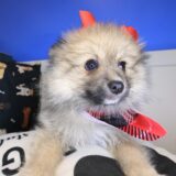 Opal Pomeranian 04