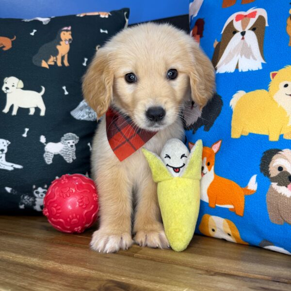Ozzy Golden Retriever 01