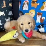 Ozzy Golden Retriever 02