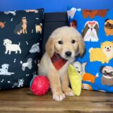 Ozzy Golden Retriever 03