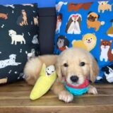 Ozzy Golden Retriever 04