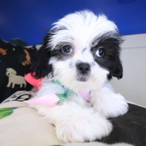 Pandora Shih Tzu 01 Pandora Shih Tzu 01