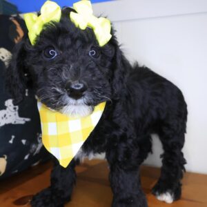 Pandy Bernedoodle 01 Pandy Bernedoodle 01