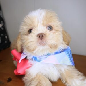 Payne Shih Tzu 01 Payne Shih Tzu 01
