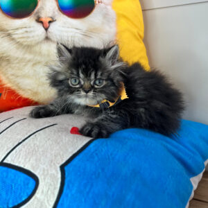 Pepper Persian 01 Pepper Persian 01