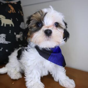 Pluto Morkie 01 Pluto Morkie 01