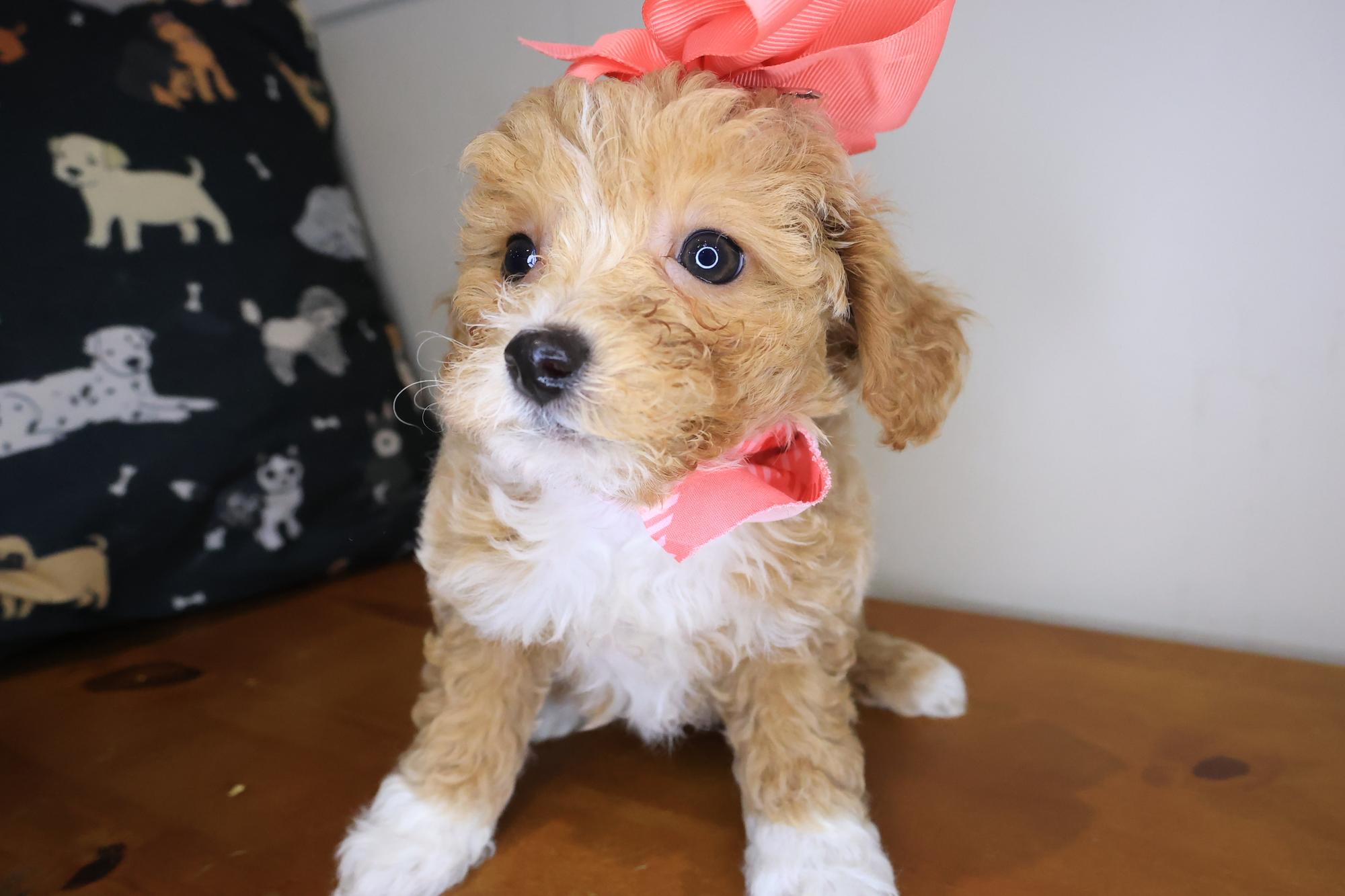 Polka