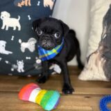 Prince Pug 01