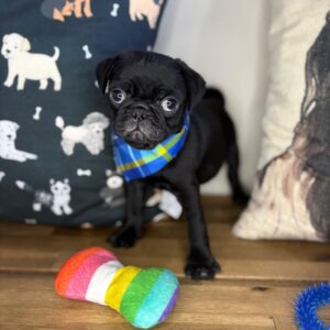 Prince Pug 01 Prince Pug 01