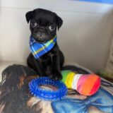 Prince Pug 02