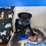 Prince Pug 03