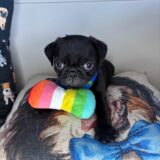 Prince Pug 04