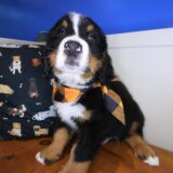 Pua Bernese Mountain 01