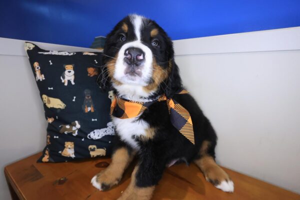 Pua Bernese Mountain 01