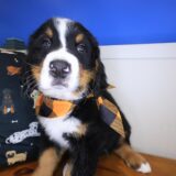 Pua Bernese Mountain 02