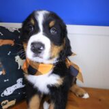 Pua Bernese Mountain 03