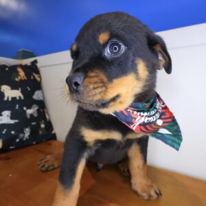 Ralph Rottweiler 01 Ralph Rottweiler 01