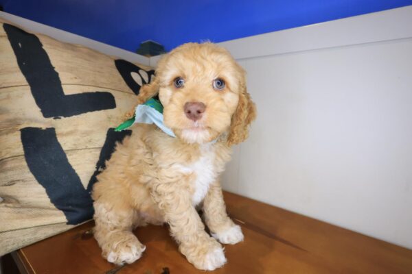 Raven Cockapoo 01