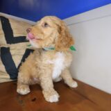 Raven Cockapoo 03