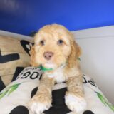 Raven Cockapoo 04