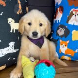 Rayco Golden Retriever 01