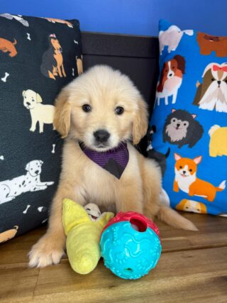 Rayco Golden Retriever 01