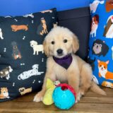 Rayco Golden Retriever 03