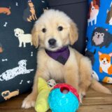 Rayco Golden Retriever 04