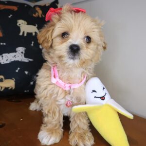 Riddler Maltipo 01 Riddler Maltipo 01