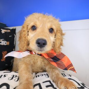 Rigatoni Goldendoodle 01 Rigatoni Goldendoodle 01