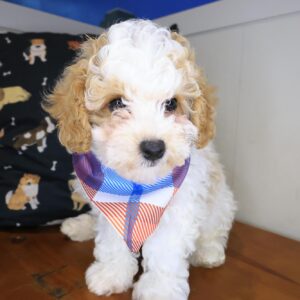 Rio Bichapoo 01 Rio Bichapoo 01