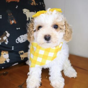 Ripley Bichapoo 01 Ripley Bichapoo 01