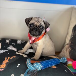 Riven Pug 01 Riven Pug 01