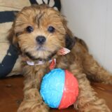 Rocc Shihpoo 01