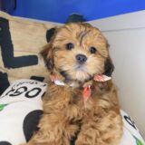 Rocc Shihpoo 02