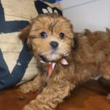 Rocc Shihpoo 03