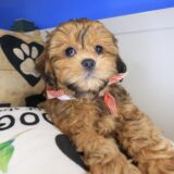 Rocc Shihpoo 04