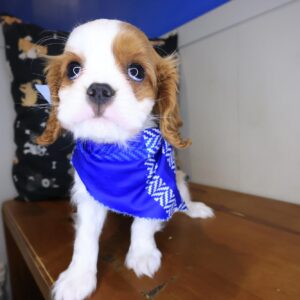 Rocky Cavalier King Charles Spaniel 01 Rocky Cavalier King Charles Spaniel 01