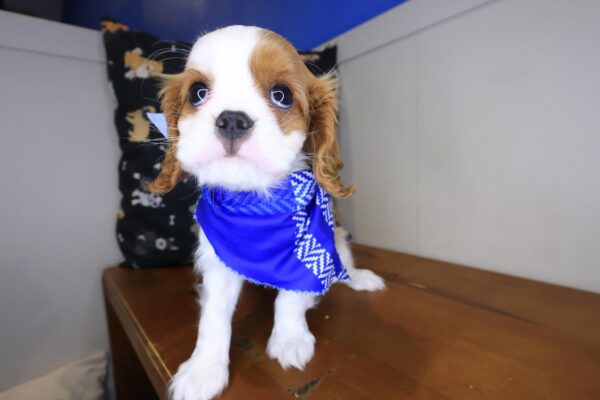 Rocky Cavalier King Charles Spaniel 01