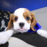 Rocky Cavalier King Charles Spaniel 02