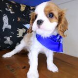 Rocky Cavalier King Charles Spaniel 03