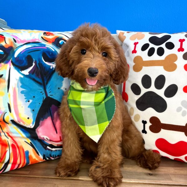 Rogue Goldendoodle 01