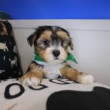 Ronni Morkie 01