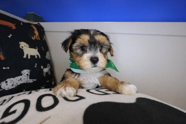 Ronni Morkie 01